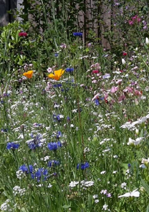 Schilderwerken Veldbloemen